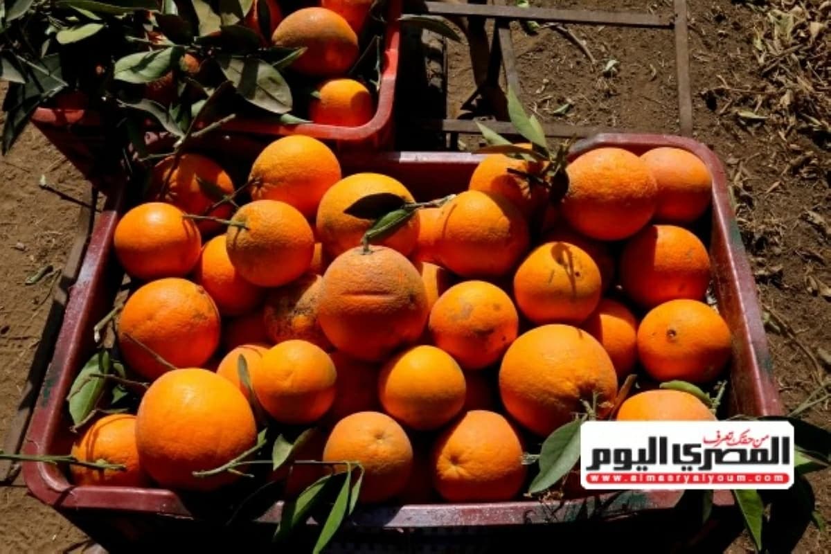 «الزراعة»: صادرات مصر من المحاصيل بلغت 9.5 مليون طن